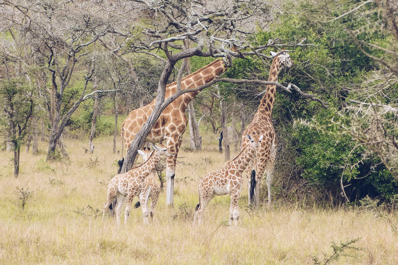 Nubian Giraffe Conservation In Uganda