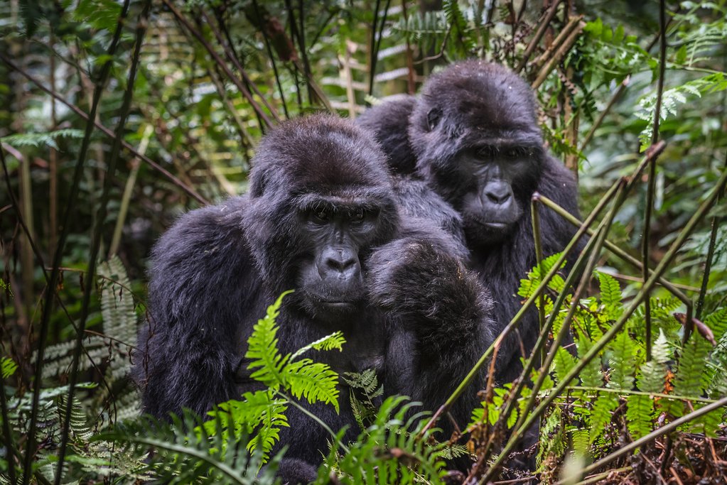 Mgahinga And Bwindi Gorilla Trekking