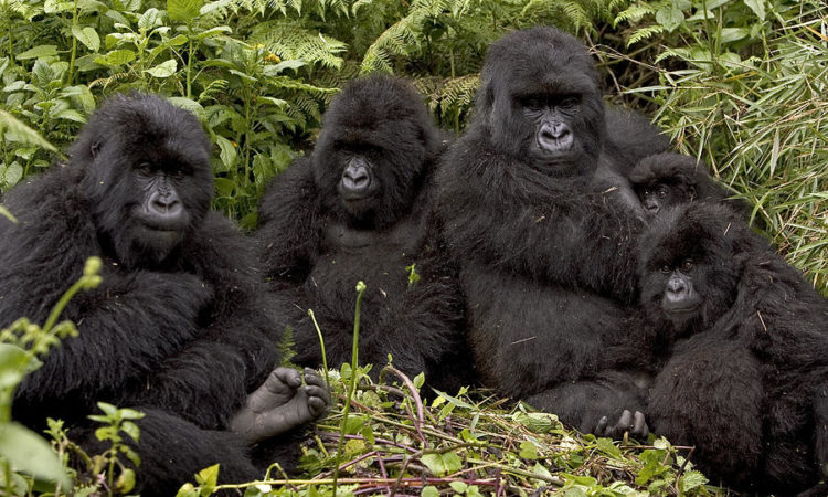 Muyambi Gorilla Family Group
