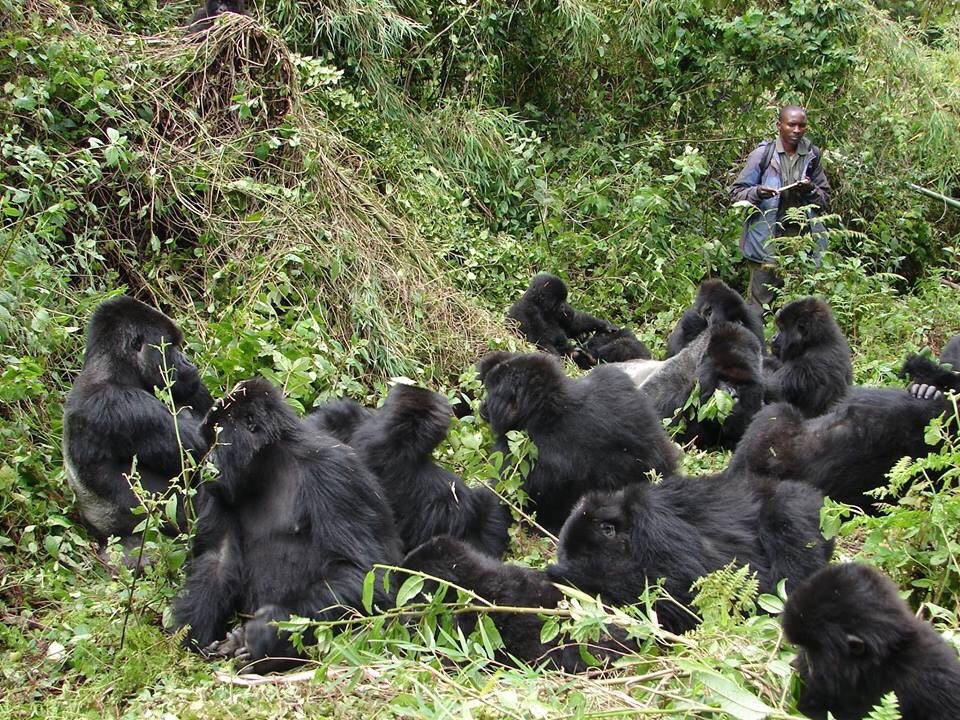 Posho Gorilla Group