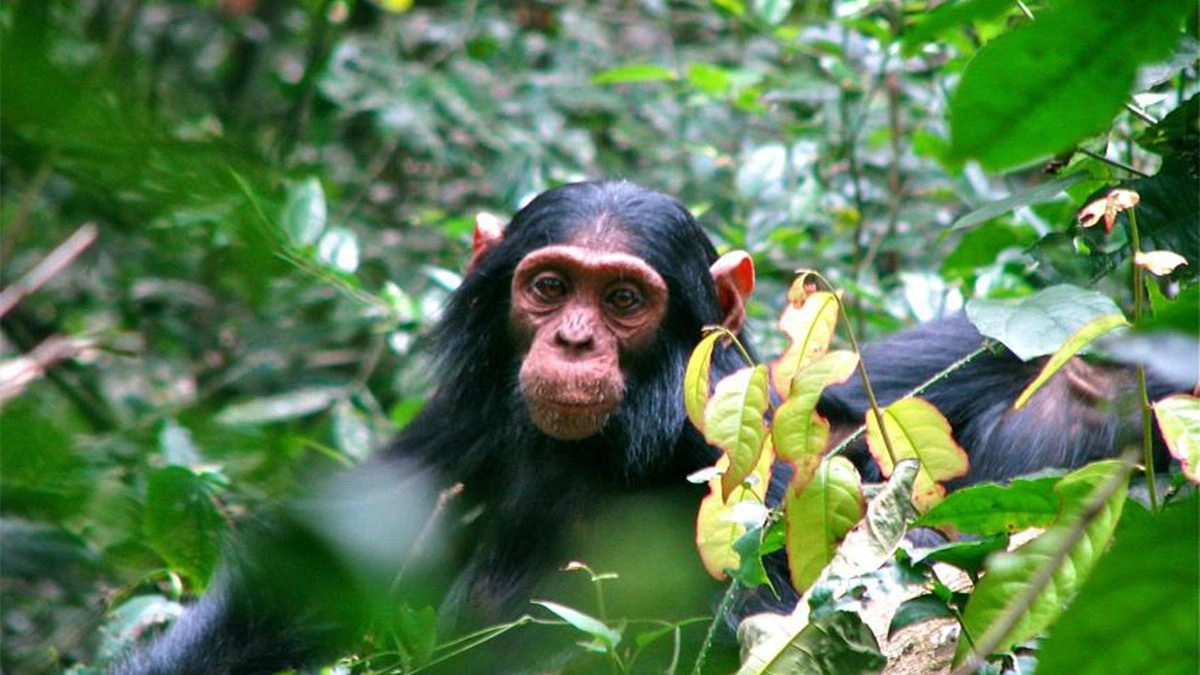 Chimpanzee Trekking In Kalinzu Forest Reserve