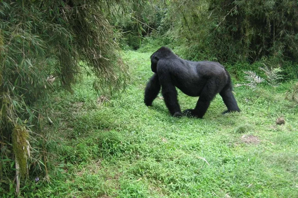 4 Days Rwanda Gorilla Tracking Safari