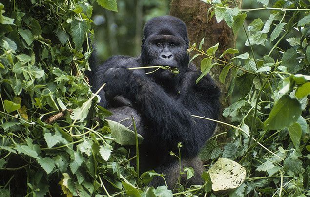 What Do Gorillas Eat In The Wild