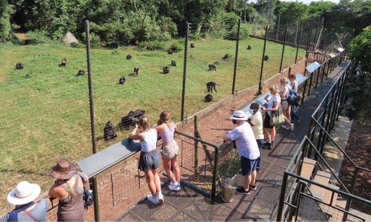 Ngamba Island Chimpanzee Sanctuary