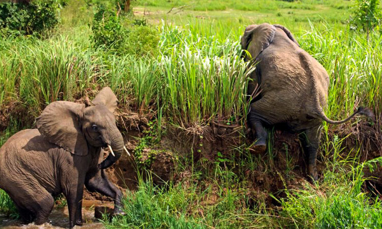Wildlife & Biodiversity on Lake Victoria