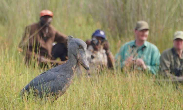 What makes a Uganda Wildlife Safari more unique