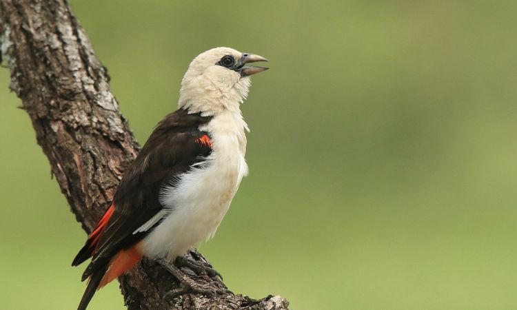 Uganda Safari Travel Guide