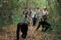 chimpanzee trekking chimpanzee trekking