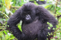 3 days Uganda gorilla trek