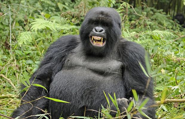 3 days rwanda gorilla safari