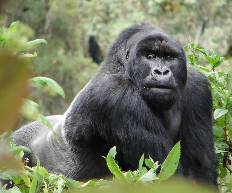 3 days Rwanda gorilla trek
