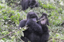 3 days uganda gorilla