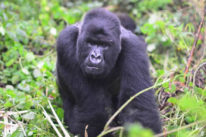 4 days uganda gorilla trek