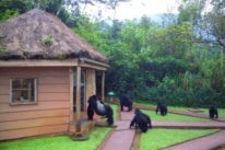 5 days gorilla and wildlife 5 days gorilla and wildlife