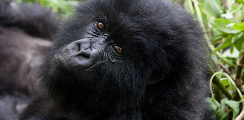 gorilla trekking SOP