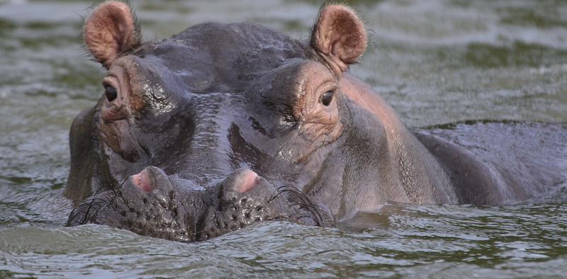 Queen Elizabeth National Park Wildlife