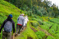 rwanda-gorilla-trekking