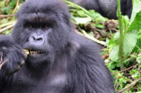 uganda-gorilla uganda-gorilla