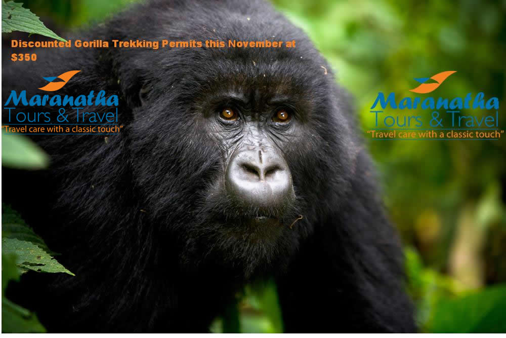 Book Discounted Gorilla Trekking Permits This November