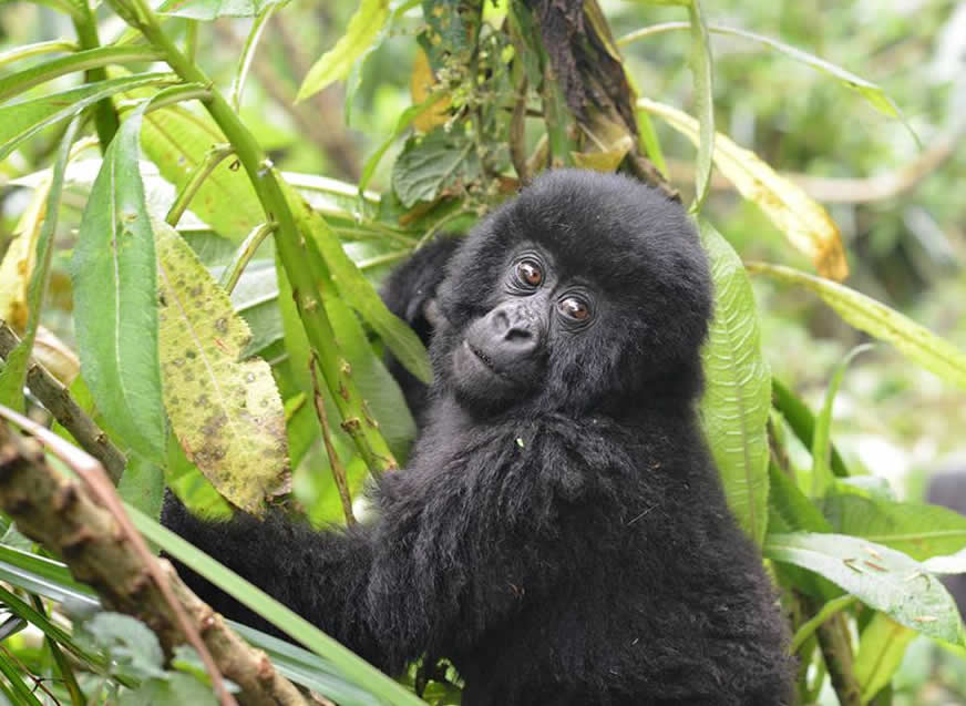Rwanda Mountain Gorillas - Easy to track groups