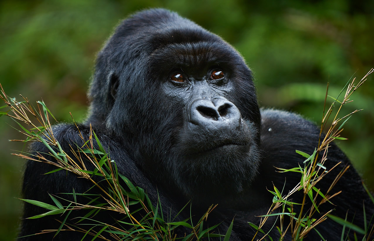 Mountain Gorillas