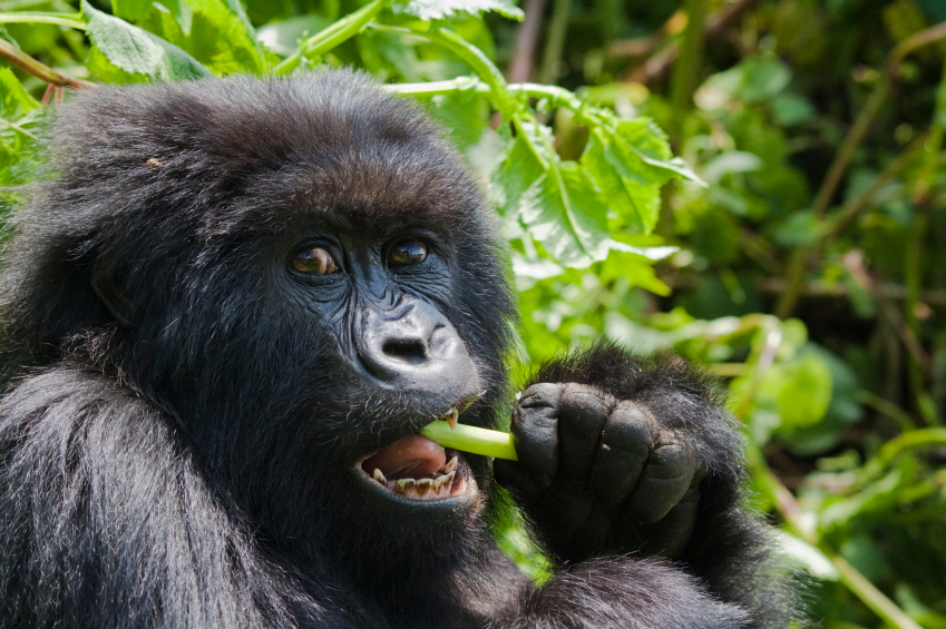 Uganda safaris