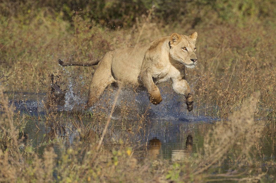 How A Lioness Brought Life To A Uganda Wildlife Safari Tour