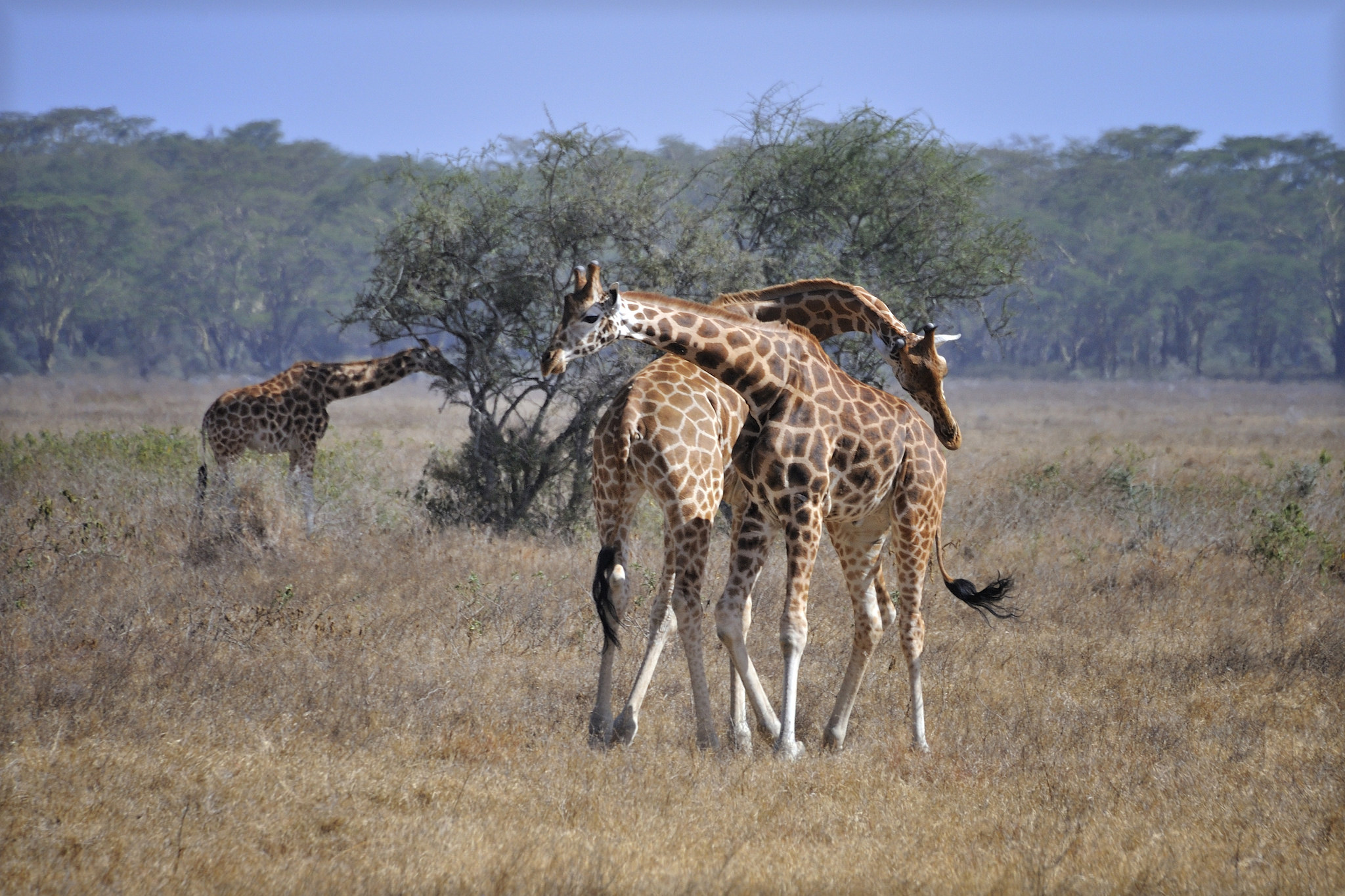 Wild life 4. Животные Восточной Африки. Кения. Giraffes, Masai Mara game Reserve, Kenya, Африка.