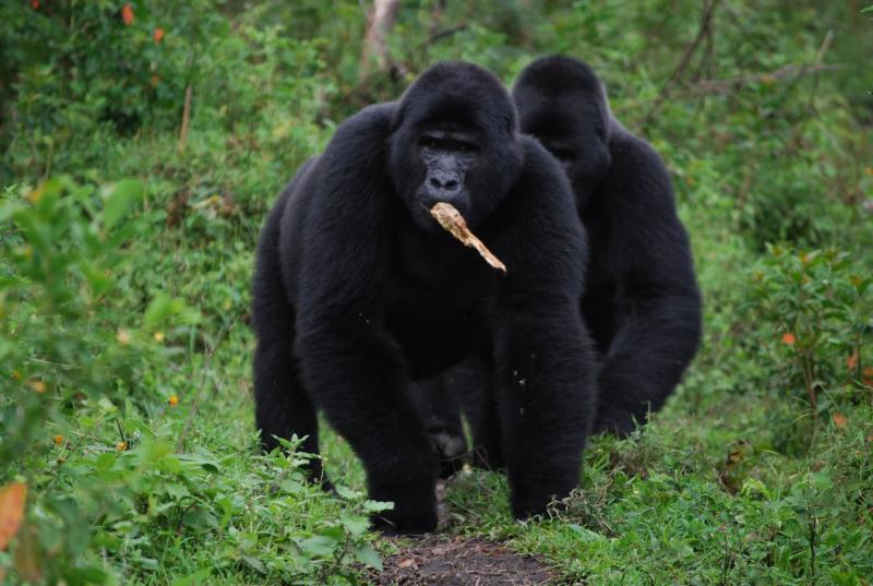 Gorilla Trekking Uganda During COVID19