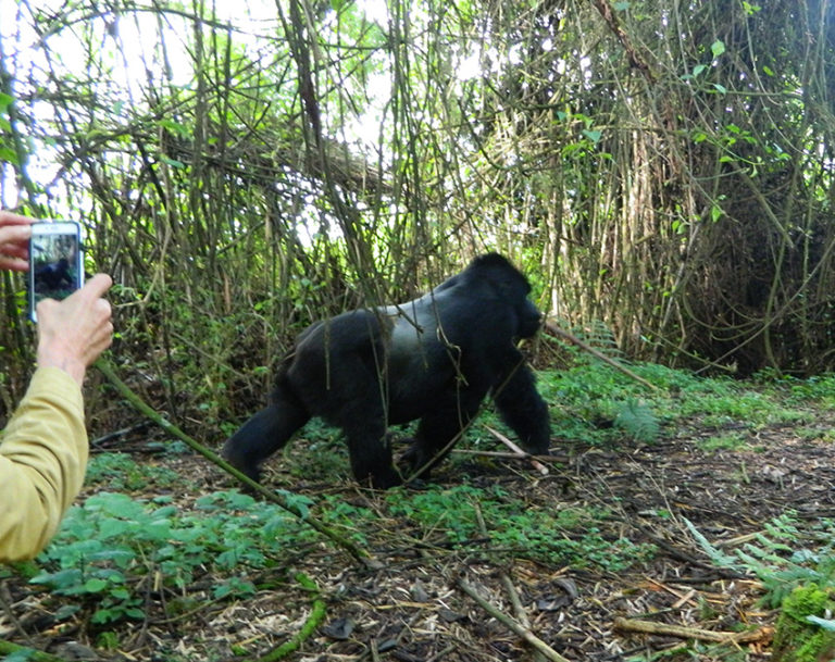 Mountain Gorilla Tracking Tours and Safaris in Africa