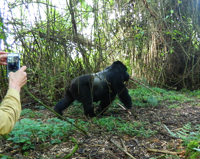 Mountain Gorilla Tracking Tours And Safaris In Africa