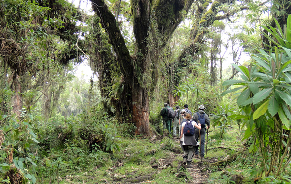 Best time to go Gorilla Trekking in Rwanda