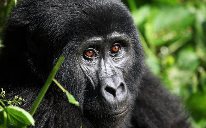 Rwanda Announces increase in the Price of Gorilla Permits