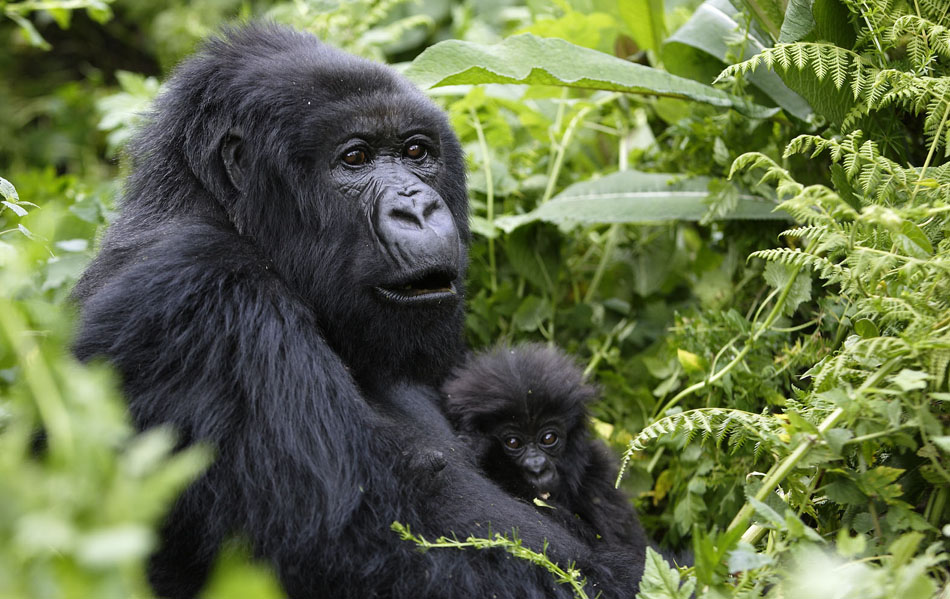 8 Days Rwanda Safari -Budget Eight Day Rwanda Safari Tour