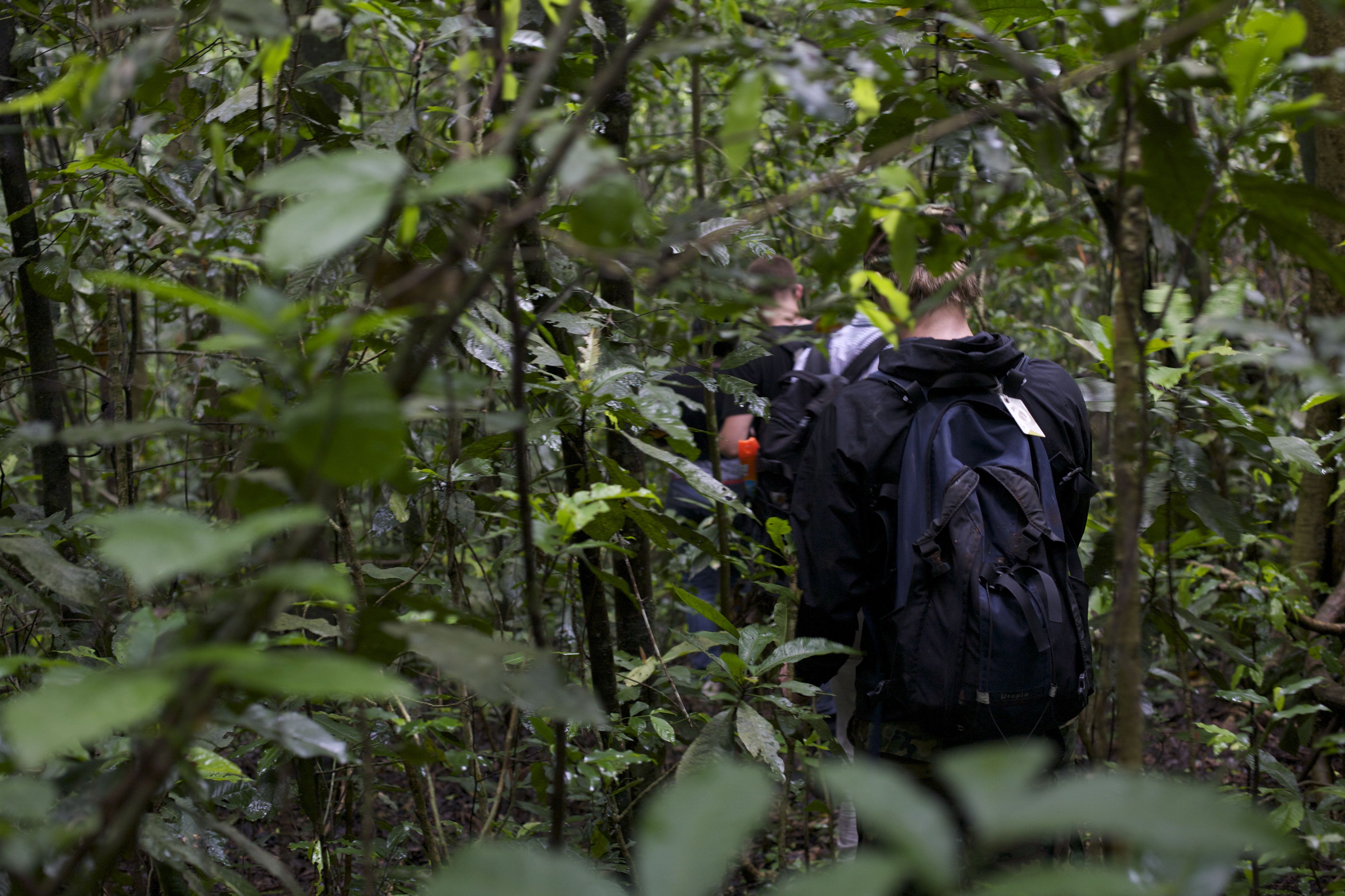 Chimpanzee Tracking In Uganda