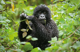 4 Days Uganda Rwanda Gorilla Safari Budget Adventure Tour