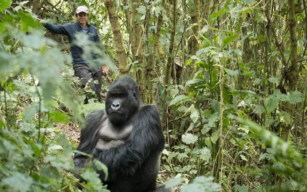 Trekking Gorillas in Uganda on a Budget Plan