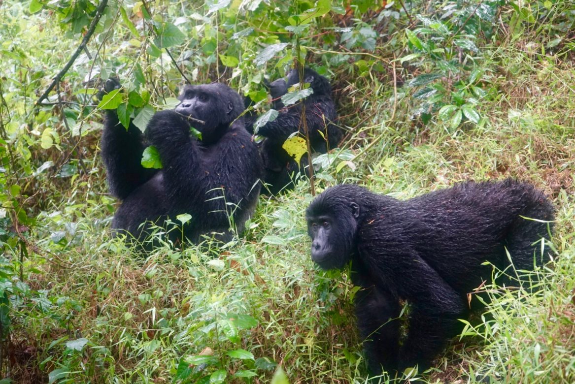 Trekking Gorillas In Uganda On A Budget Plan