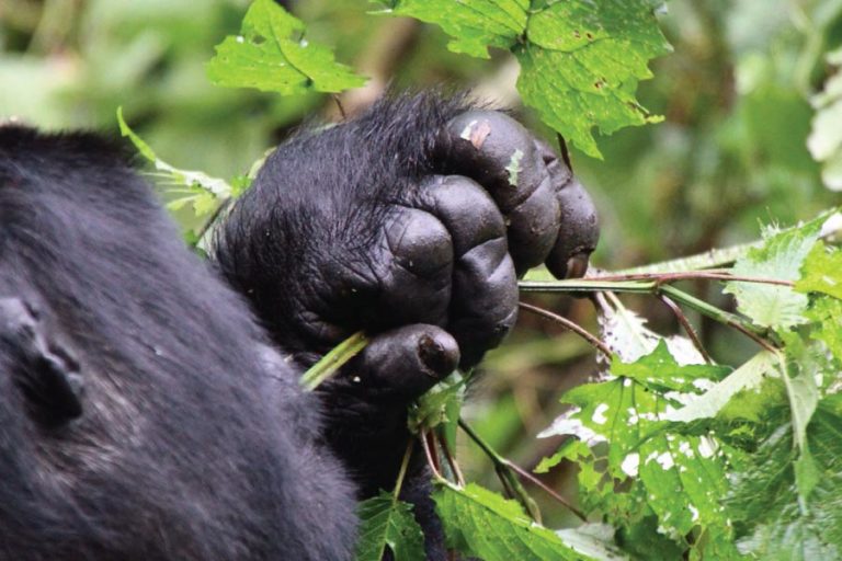 4 Days Uganda Rwanda Gorilla safari takes you through gorilla trekking to Uganda & Rwanda. 4 Days Uganda Rwanda Gorilla Safari Budget Adventure Tour