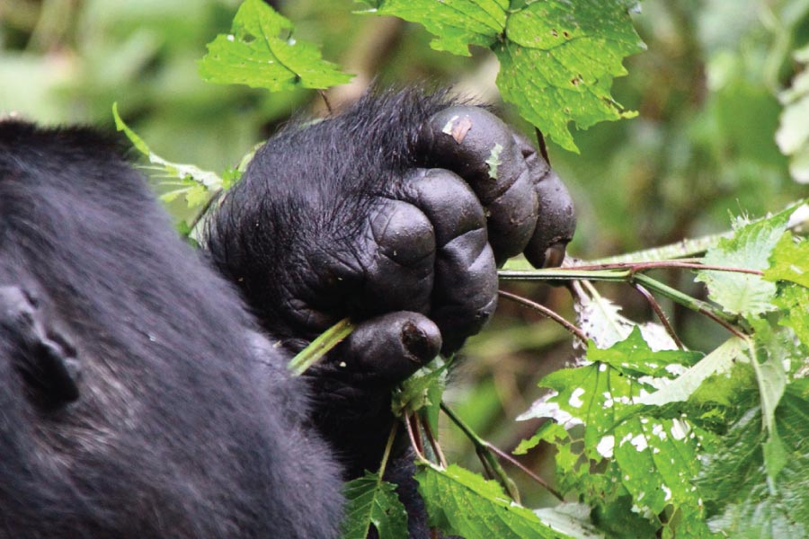 4 Days Uganda Rwanda Gorilla Safari Takes You Through Gorilla Trekking To Uganda & Rwanda. 4 Days Uganda Rwanda Gorilla Safari Budget Adventure Tour