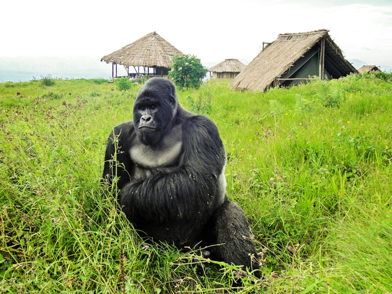 Gorilla Trekking in Virunga