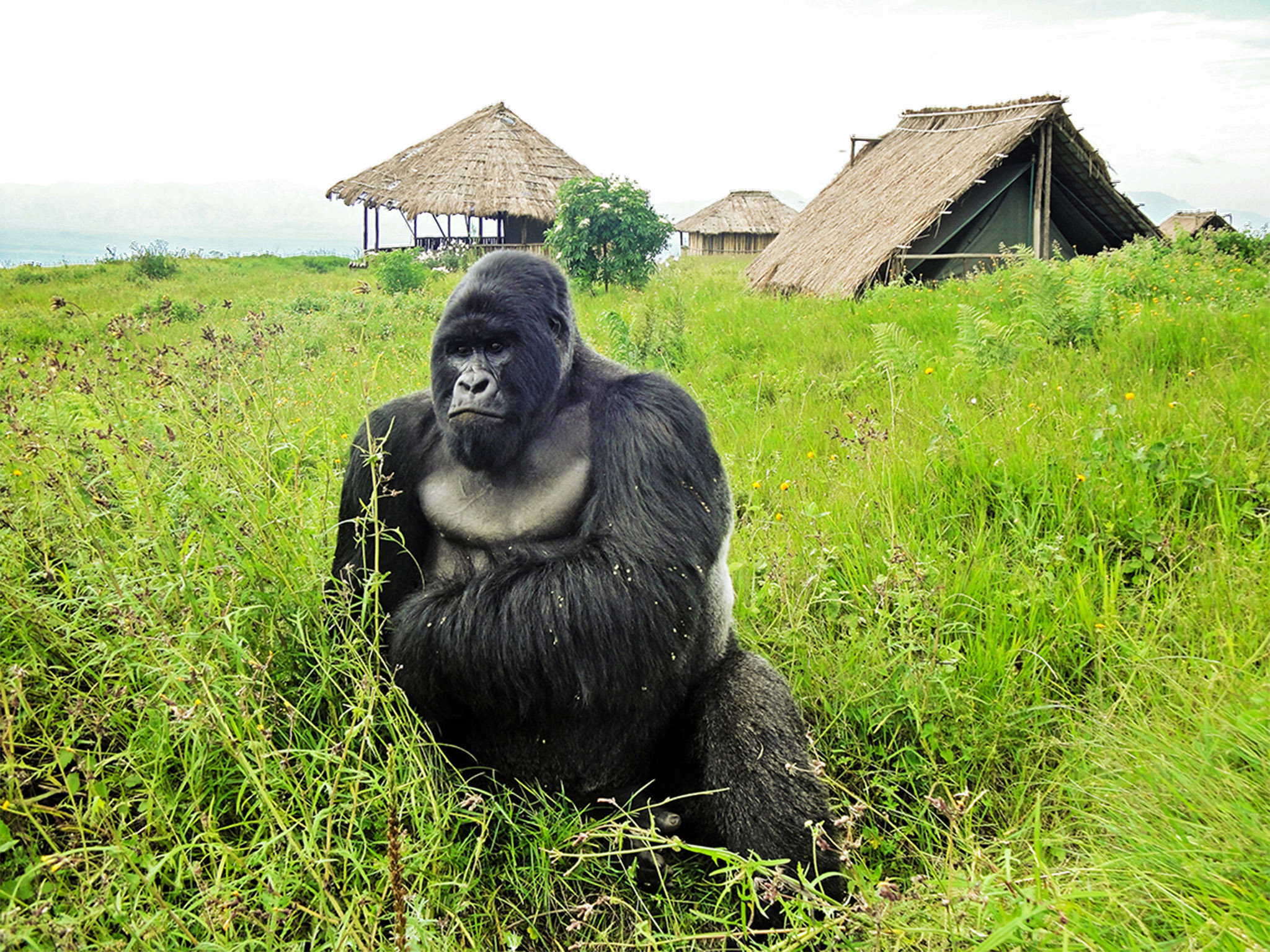 Congo To Open Virunga, Salonga National Parks To Oil Drilling