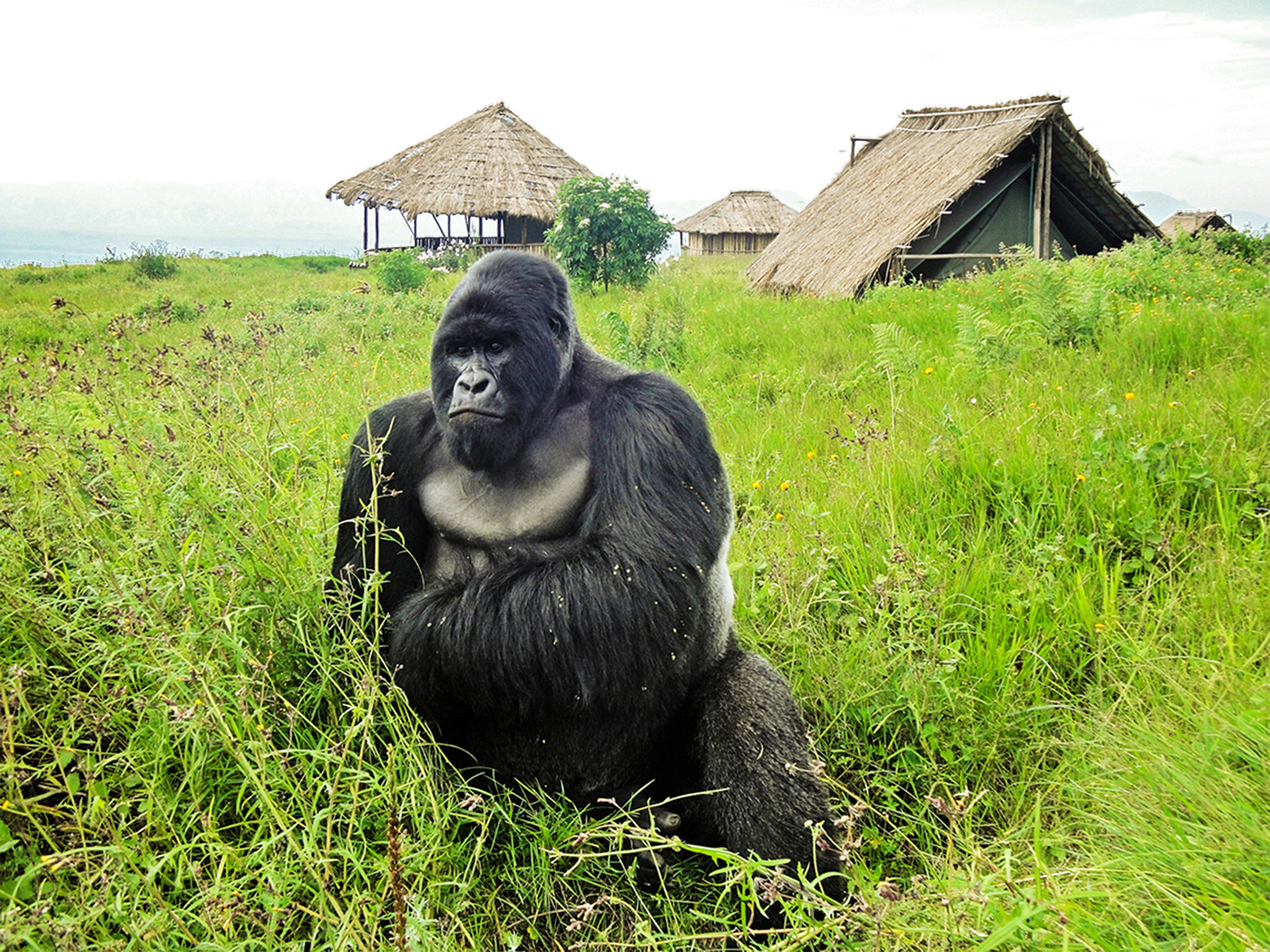 Guide to Gorilla Trekking Trip in Virunga National Park
