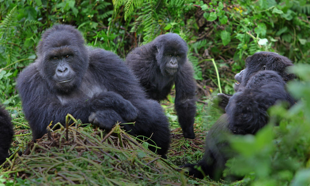 Gorillas In Bwindi National Park