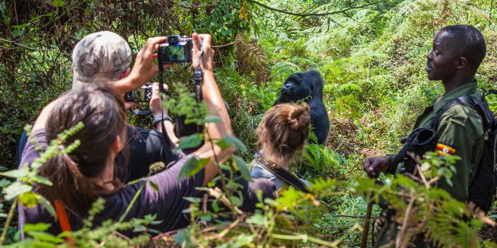 What is the best time to trek Gorillas in Uganda and Rwanda