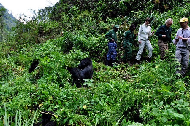 Gorilla Trekking During the Dry Season