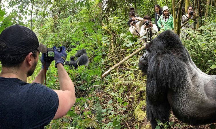 Uganda National Park Tours