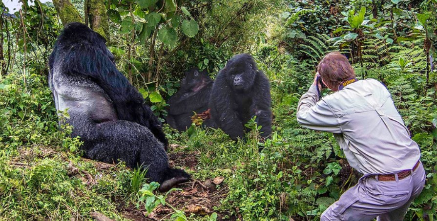 Is a Mountain Gorilla more of a human being?
