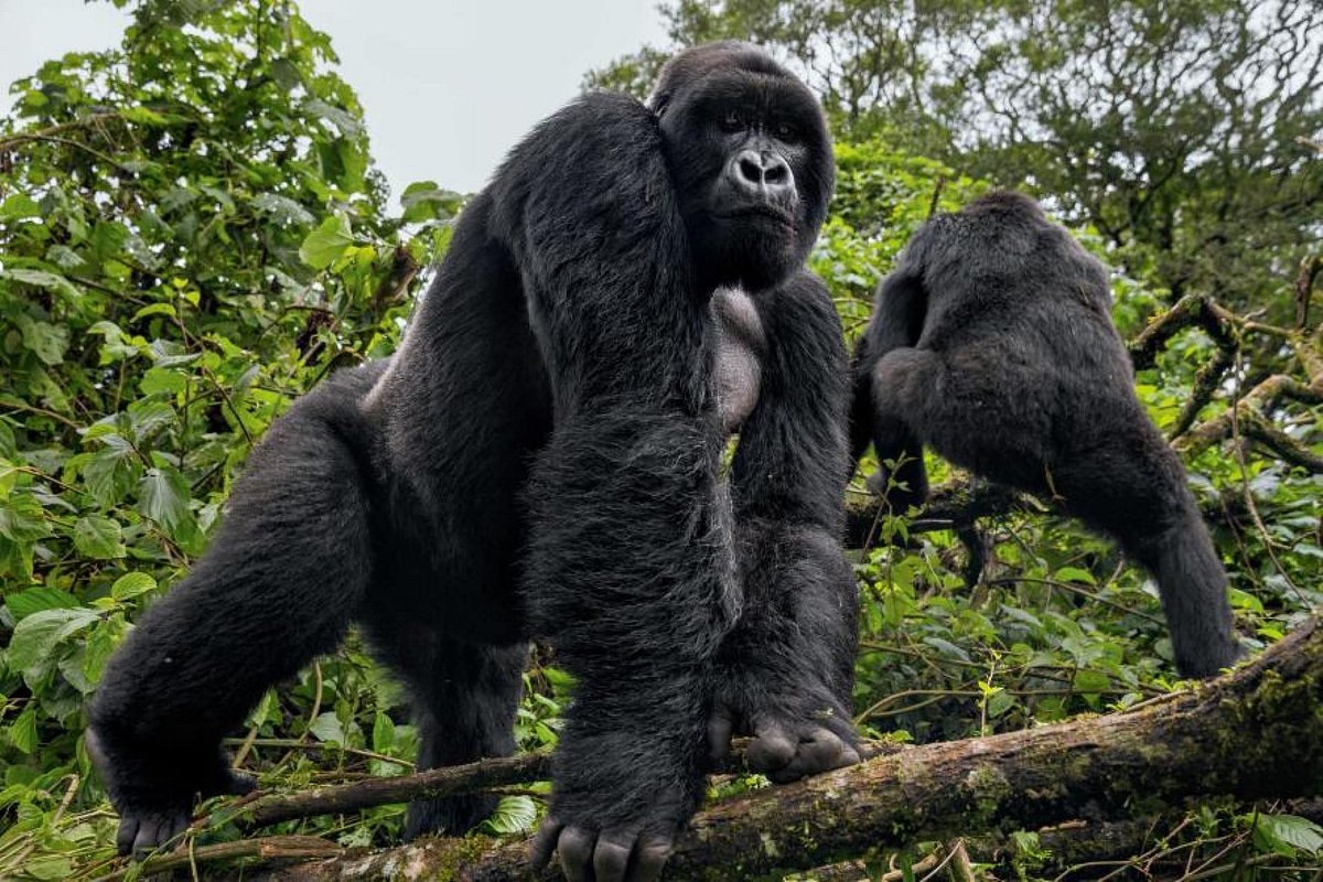 Lifestyle of Mountain Gorillas