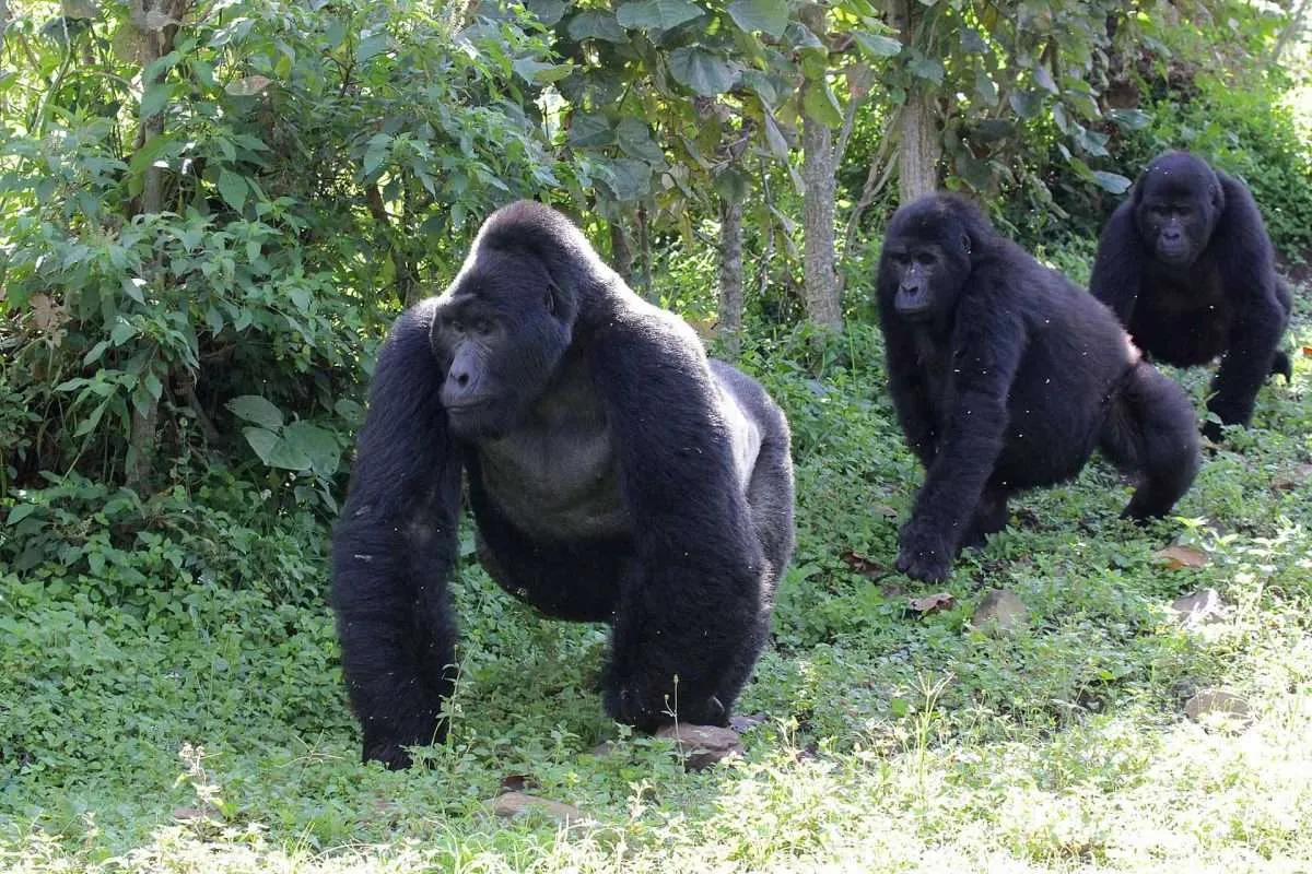 Is a Mountain Gorilla more of a human being?